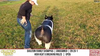 DAULTON FAMILY SHOWPIGS  CROSSBRED  EN 261  NSR Collectors Edition  Nov 20 2024 [upl. by Raleigh]