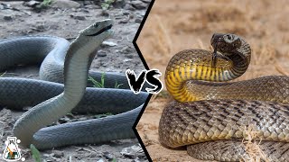 BLACK MAMBA VS INLAND TAIPAN  Which is the most deadly and powerful [upl. by Sinoda103]