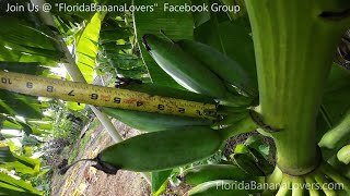 How big do Dwarf Banana Plants Get Size Width and Fruit Size [upl. by Ainnek670]