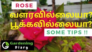 Guide to save badly infected and dying rose plant Tips to follow Explained in tamil [upl. by Zabrina447]