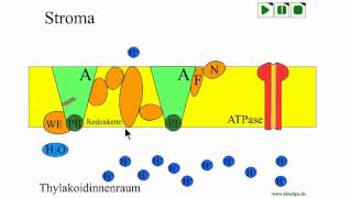 Lichtreaktion der Photosynthese [upl. by Aem]