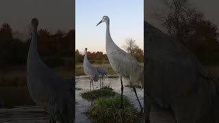 Sandhill Cranes Prepare for Southward Migration sandhillcranes birding [upl. by Korella]