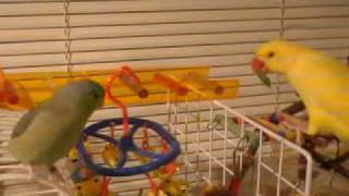 Parrotlet Koolaid talking in the New Year [upl. by Mollie]