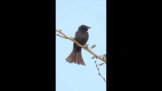 Forktailed Drongo Call shorts [upl. by Folger]