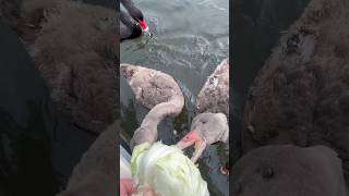 Feeding Time with the Fredericks Swan Family Growing Up Fast 🌿 [upl. by Wylie]