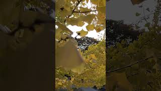 ginkgo trees become so yellow Kyoto Japan [upl. by Soelch]