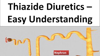 Hydrochlorthoazide Chlorthalidone Thiazide Diuretics  Pharmacology amp MOA How it works [upl. by Suillenroc]