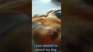 Not asking to make me famous cus of this video dog germanshepherd TheFriendsBlogLSM [upl. by Wiggins]