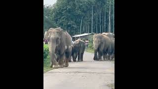 Wild elephants with a line in the main road of a village [upl. by Damahom187]