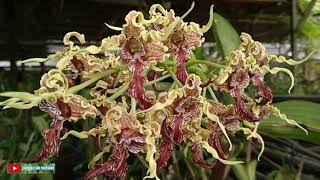 Anggrek Kribo Papua  Dendrobium Spectabile [upl. by Maleeny126]