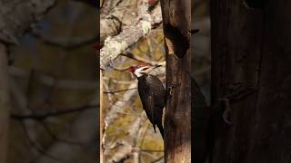 A jackhammer in my backyard the Piliated Woodpecker [upl. by Annez]