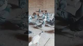 Fancy pigeons🥰🥰🥰 shorts trending youtubeshorts pigeon birds [upl. by Neidhardt]