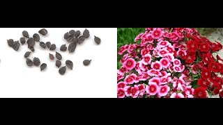 Collect Dianthus Seeds  How to harvest Dianthus Seed  English [upl. by Neff20]