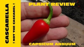 Cascabella Pepper Capsicum annuum [upl. by Iramaj]