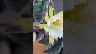 Spiralis cactus is blooming cactus flower cactus [upl. by Scuram723]