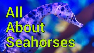 All About Seahorses  Tank setup Feeding Care and more [upl. by Proud936]