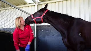 Horse Massage with Deryn Rowe [upl. by Mccready462]