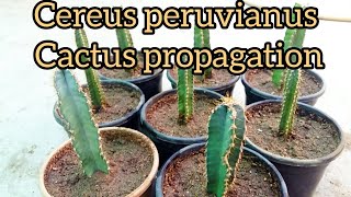 Cereus peruvianus cactus propagation [upl. by Ylrehc]