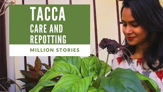 TaccaChantrieri MIllionStories Tacca ChantrieriPlantBlack Bat PlantCare AndRepotting [upl. by Attayek]