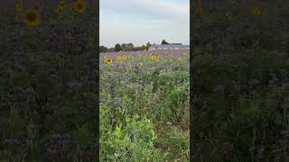 Hi ihr noch mal die Zwischenfrucht auf einem Feld Sonnenblumen 🌻 und Bienenfreund 🐝 sunflower [upl. by Shay570]