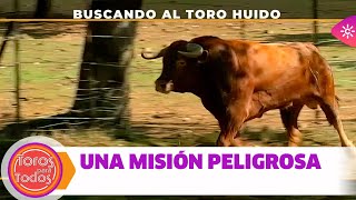 Toros para todos La estrategia del ganadero para evitar peleas mortales de los toros en el campo [upl. by Hartley]