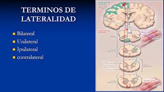 3 Terminología anatómica  Términos de lateralidad y movimiento [upl. by Nailluj]