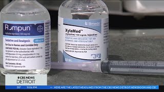 Metro Detroit begins to see xylazine drug cases Oakland County looks to lower amount [upl. by Aloise353]