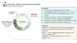 Mitosis Cytokinesis amp The Cell Cycle IB Biology SLHL [upl. by Francesca]