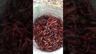 Crawfish boil Swamp People Cajun Cuisine Seafood Bayou Louisiana bayou seafoodboil seafood [upl. by Adiarf]