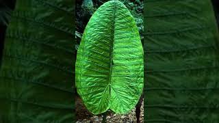 Today we take a look at The Giant Elephant Ear Plant [upl. by Tamanaha]