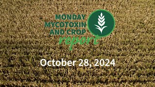 Monday Mycotoxin and Crop Report for October 28 2024 [upl. by Glaab481]