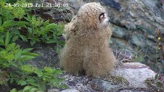 Burgruine Königstein Uhu Familie vom 24052019 [upl. by Klug]