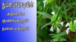 Thumbai PlantFlowerதும்பைப்பூLeucas aspera Health Benifits [upl. by Landa]