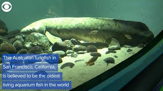 WEB EXTRA Oldest Living Aquarium Fish Is 90 Years Old [upl. by Lais]