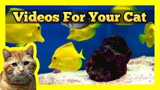 Videos for your Cat  Yellow Tang Fish [upl. by Anhoj]