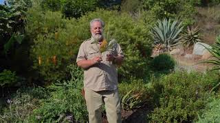 John Banksia spinulosa hairpin banksia [upl. by Jahdiel]