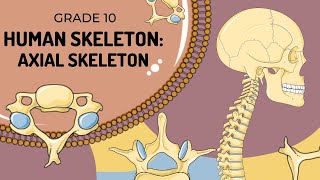 Human Skeleton  AXIAL SKELETON [upl. by Linzy]