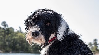 Understanding the Aging Process of Portuguese Water Dogs [upl. by Chery]