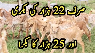 Special Offer  Chakwal Goat farm  Goat Farming [upl. by Balac309]