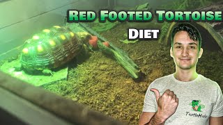 What to Feed a Red Footed Tortoise Red Footed Tortoise Diet [upl. by Urbannai]