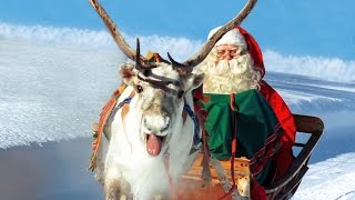 Reindeer of Santa Claus in Lapland Finland🦌🎅 Secrets of Father Christmas reindeer animal video [upl. by Legir528]