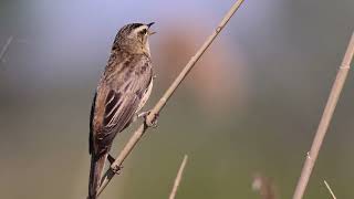 foltos nádiposzáta sedge warbler Acrocephalus schoenobaenus [upl. by Olenka109]