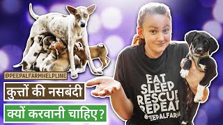 कुत्तों की नसबंदी क्यों करवानी चाहिए  Why do we sterilize stray dogs  Spay  Neuter [upl. by Saraiya]