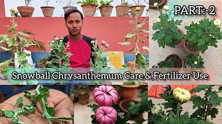 Snowball Chrysanthemum Giant Chandramallika Perfect Care amp Fertilizer Use chrysanthemum [upl. by Findley335]