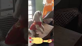 A Dog Standing Up to Reach His New Squeaky Chicken Toy [upl. by Nollid103]