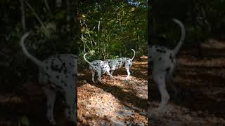 Moments🥰🥰 dalmatiner dalmatian dogs dogshorts dalmatianpuppy doglover [upl. by Torrie869]