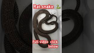 He flee so fast  Rat snake  Malaysia [upl. by Casie]