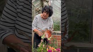 How to Spot Red Spider Mite in your greenhouse gardening shorts gardeningproblems [upl. by Filler100]