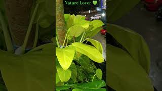 🌧Philodendron Ceylon Golden💚🌧nature rainmonsoon flute instrumental shortsfeed trending [upl. by Hewet344]