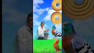 Rounding coconut biscuits to Duck Peacock Pigeon amp Parrot  Birds names magic videocartoon vfx [upl. by Airamana]